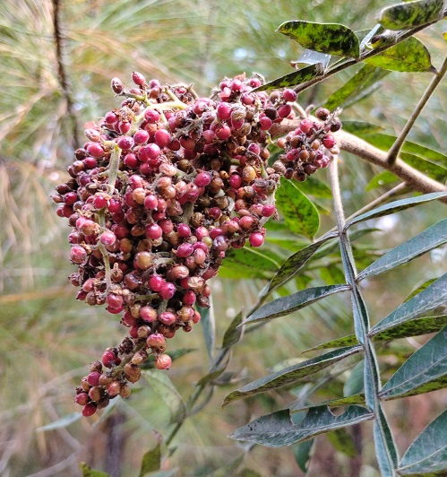 berries fdd.jpg